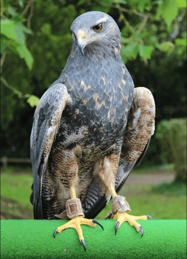 Aigle 2